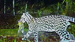 Conservación del jaguar, el poder de una huella