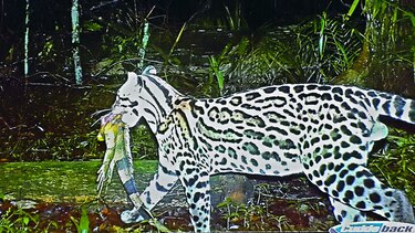 Conservación del jaguar, el poder de una huella