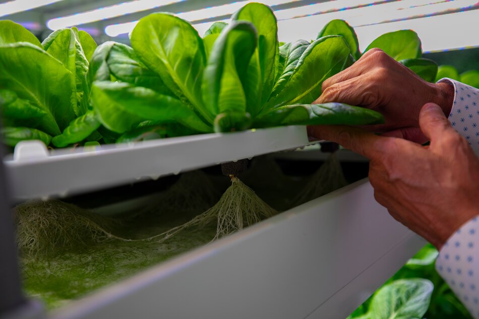 Panamá da el primer paso hacia el centro de investigación en agricultura controlada