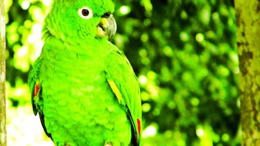 El ocaso de los loros