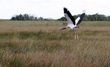 EU invertirá $100 millones en acuerdos para proteger los Everglades