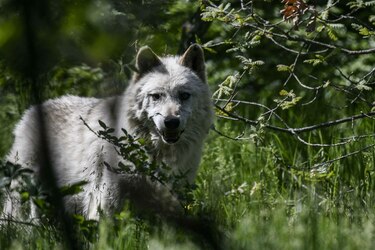 Un refugio en Grecia para osos y lobos traumatizados