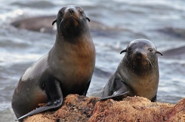 Colonia de lobos marinos se resiste al retroceso de su especie en México