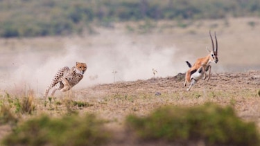 Cuáles son los animales más rápidos y dónde quedarían los humanos en una carrera con ellos