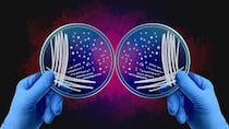 Qué es el misterio de las asimetrías de la naturaleza por el que dos investigadores ganaron el Nobel de Química