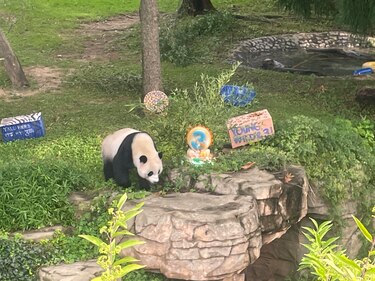 Los últimos pandas gigantes que viven en Estados Unidos regresarán a China a finales de este año