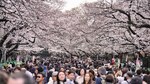 Escarabajo empieza a invadir a vistosos cerezos