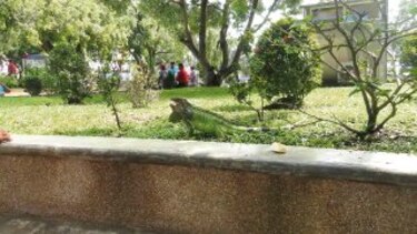 Iguanas forman parte del atractivo del parque Cervantes