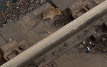 Por qué hay cada vez más ratas en las ciudades