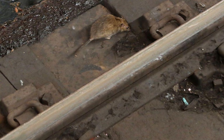 Por qué hay cada vez más ratas en las ciudades