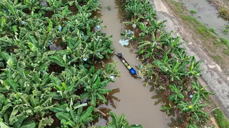 Bloqueo en la desembocadura del río San San mantiene inundadas fincas y comunidades de Changuinola, según productor