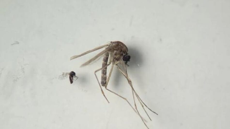 Costa Rica atiende su primer caso sospechoso de la fiebre Oropouche