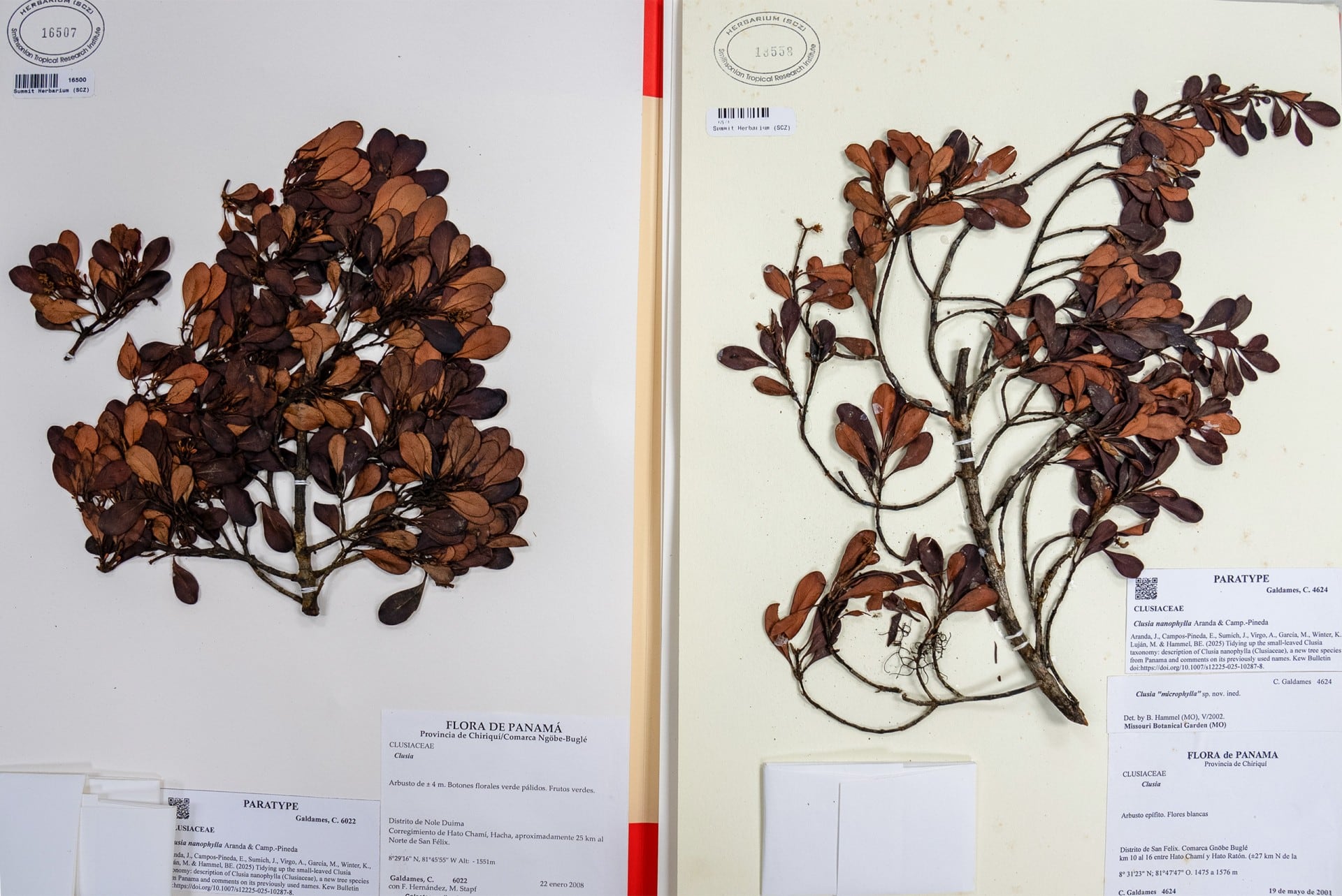 Muestras de Clusia nanophylla, recogidas en 2000 y 2024, ambas parte de la
colección del Herbario SCZ de STRI. El nombre nanophylla se refiere al tamaño de las hojas, que son las más pequeñas de cualquier planta del género Clusia.
Crédito: Ana Endara, STRI