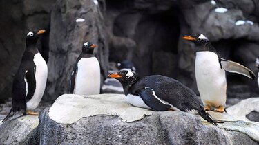 Hasta los pingüinos se resguardan del frío extremo que azota Canadá