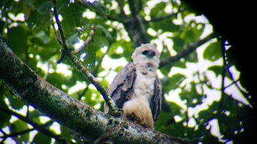 JETOUR T2 4x4 Híbrido Enchufable explora Darién por la conservación del Águila Arpía