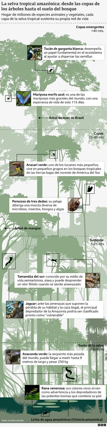 Los gráficos, mapas y fotos que muestran la lenta muerte de la Amazonía y por qué el mundo debería preocuparse