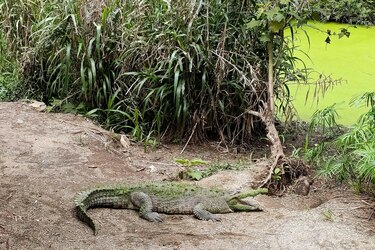 Mueren siete animales tras el cierre de los zoológicos en Costa Rica