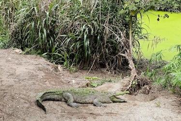 Mueren siete animales tras el cierre de los zoológicos en Costa Rica