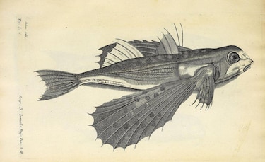 El libro que puso en riesgo la publicación de “Principia Mathematica”, la revolucionaria obra de Isaac Newton que sentó los principios de la física moderna