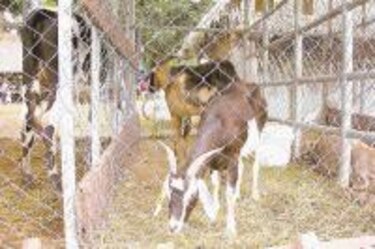 Cría de especies menores como alternativa agricola