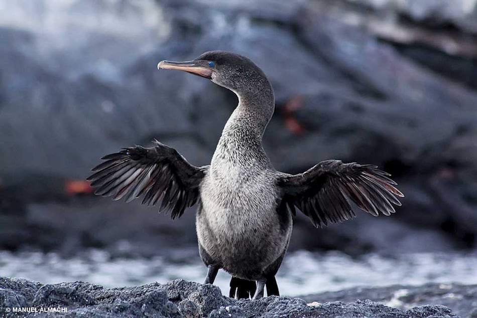 Récord de cormoranes y pingüinos en Galápagos
