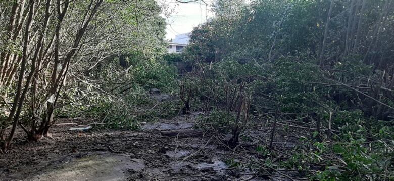Tras denuncia en redes sociales capturan a hombre que talaba manglares en Coco del Mar