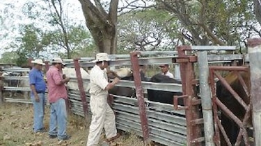 Se inicia campaña de salud animal en Coclé