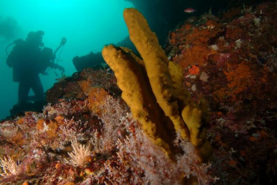 Arrecifes coralinos de Panamá resucitan y asombran a científicos