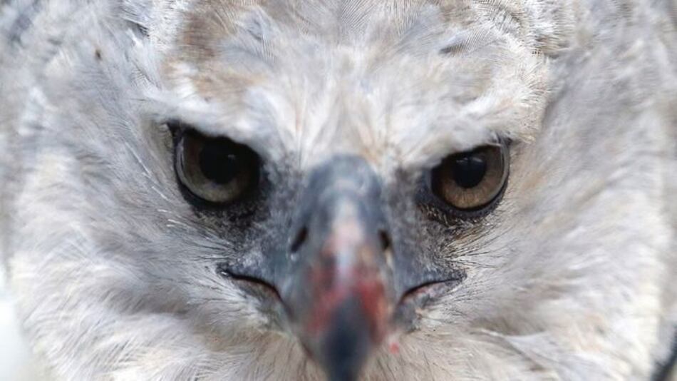 Parque combate tráfico ilegal de especies