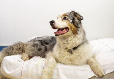 Los perros identifican algunas palabras con objetos