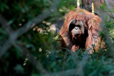 Zoológico en Chile comienza a vacunar a animales contra la Covid-19