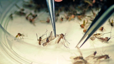 Vacuna contra el zika, a prueba