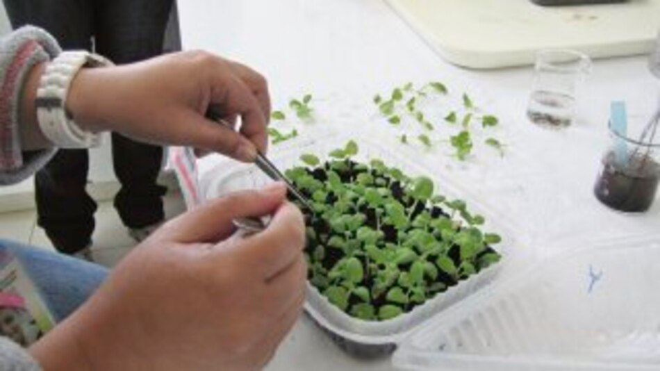 Camote biofortificado se reproduce en Chiriquí