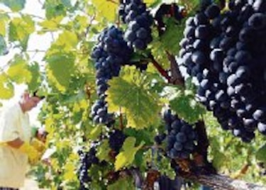 Beneficios de las uvas para la salud