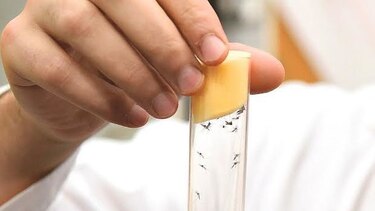 Costa Rica declara estado de emergencia para prevenir el zika