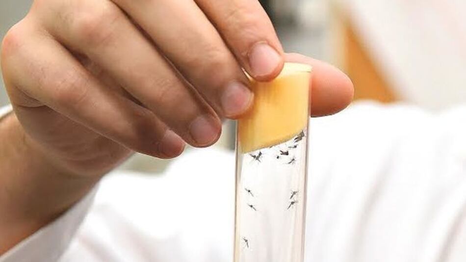 Costa Rica declara estado de emergencia para prevenir el zika