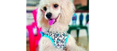 La dulce Nyky
