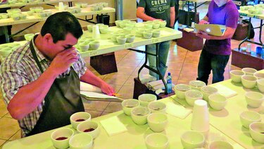 Preparan muestras de café para subasta internacional