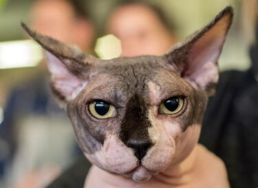 Día del Gato: Tres aniversarios y siete (¿o nueve?) vidas