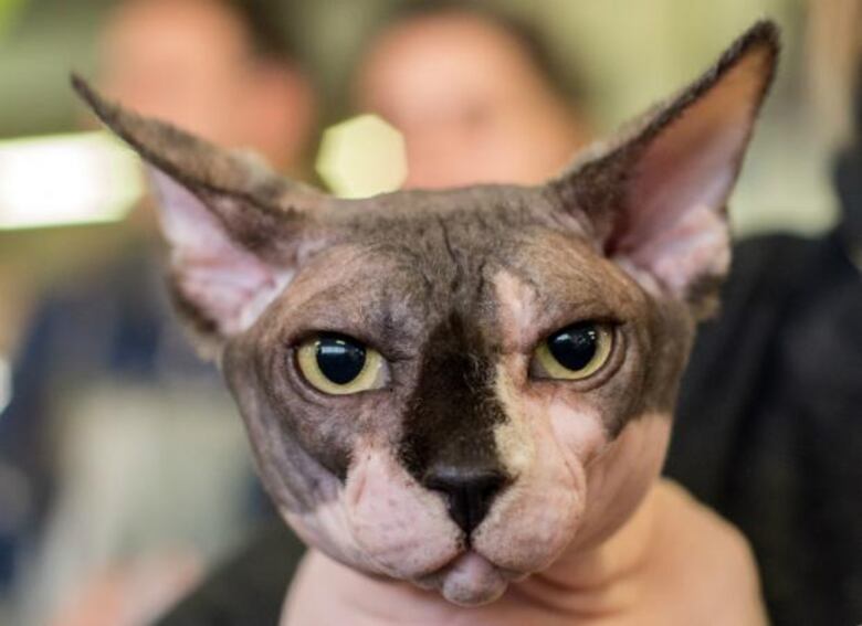 Día del Gato: Tres aniversarios y siete (¿o nueve?) vidas