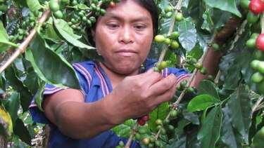 Productores de tierras altas se preparan para inicio de cosecha del café