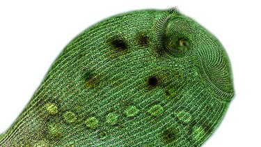 Una mirada microscópica