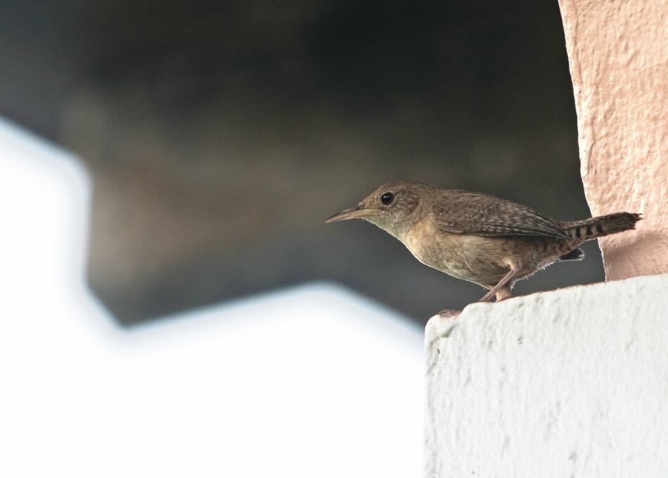 Global Big Day, ecoturismo en cuarentena