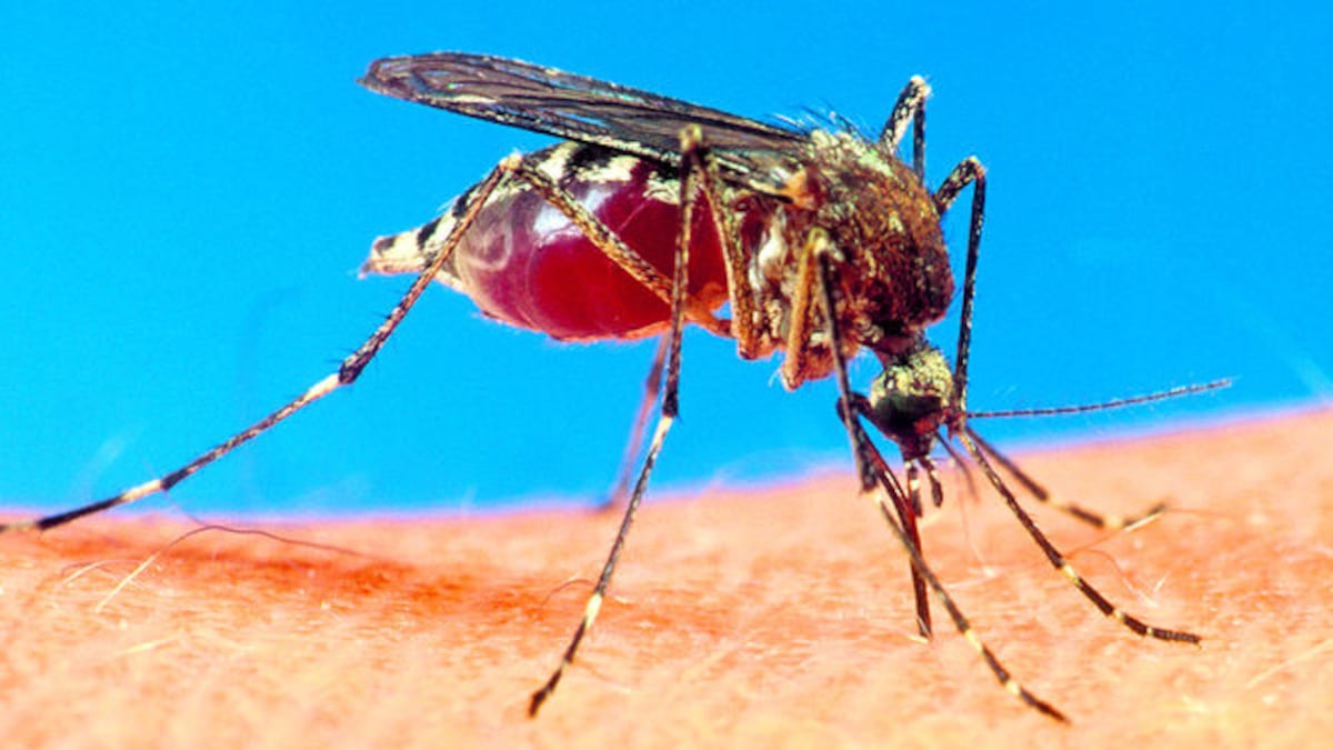 El ‘Aedes aegypti’ está adaptado a vivir más cerca de los humanos, pero en su ausencia el ‘Aedes albopictus’ podría ocupar su espacio. Son temas que falta estudiar más.