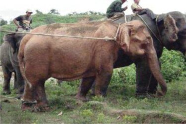 Capturan a elefante blanco