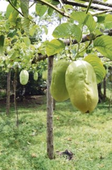 La granadilla entra al campo