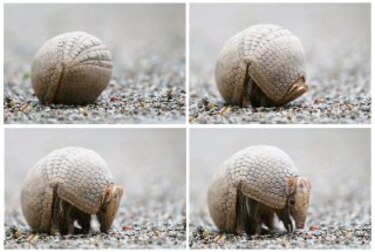 Al rescate del armadillo