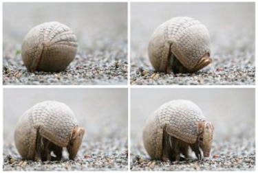 Al rescate del armadillo