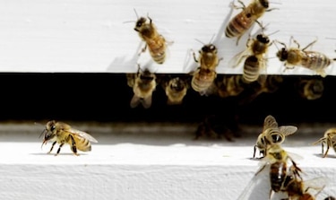 Emergencias por ataque de abejas superan a accidentes de tránsito y escapes de gas