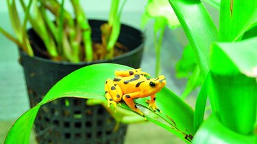 Mural y exhibiciones de anfibios